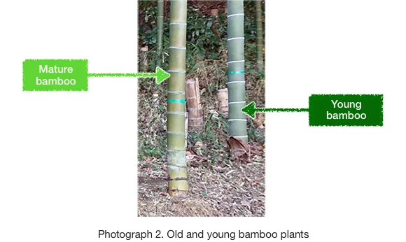 Photograph 2. Old and young bamboo plants